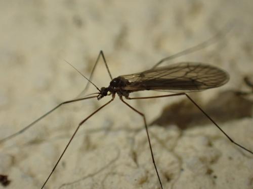 Réf. 352 385 : Trichocera regelationis